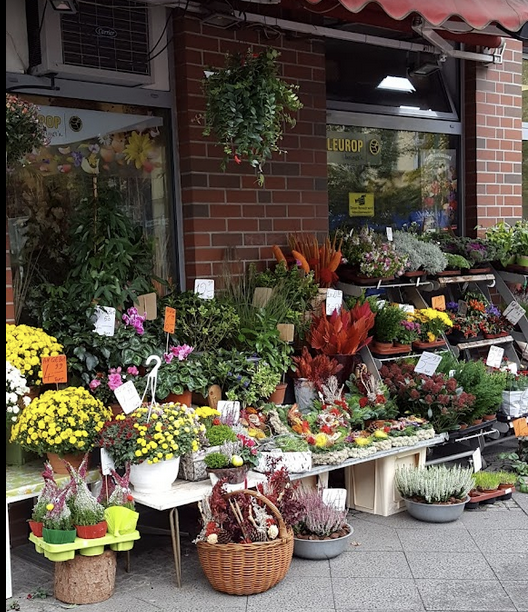 10% sparen bei Blumen & Pflanzen in Pankow